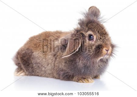 Side view picture of a cute lion head rabbit bunny lying on white background.
