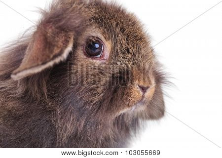 Side view close up picture of a cute lion head rabbit bunny sitting on white studio background