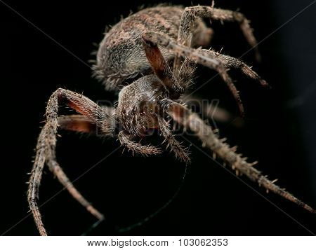 Brown Orb Weaving Spider With Black Background