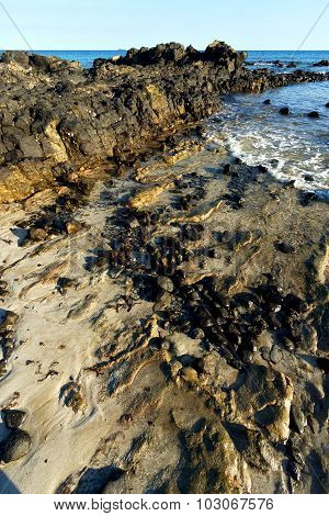 Madagascar     Seaweed    And Rock