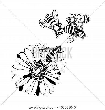 Illustration of bee on a flower