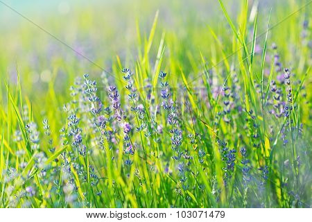 Lavender Field