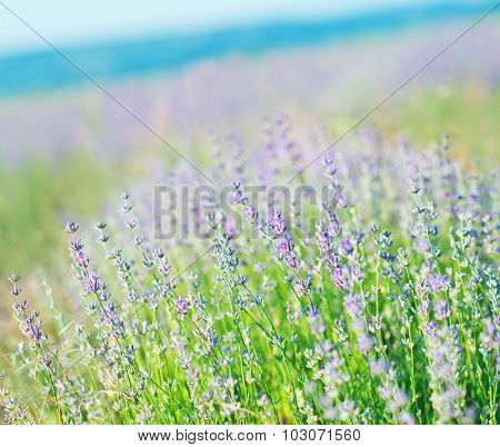 Lavender Field