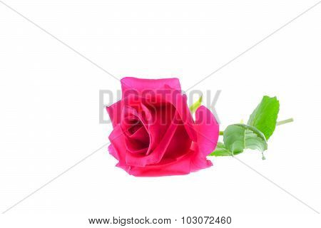 Rose Pink On White Background..