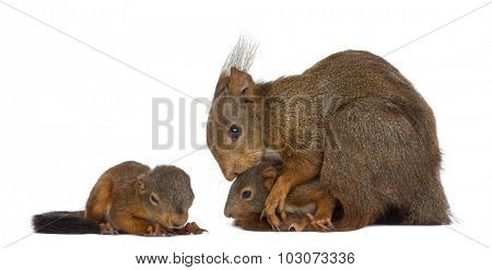 Mother Red squirrel and babies in front of a white background