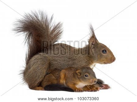 Mother Red squirrel and babies in front of a white background