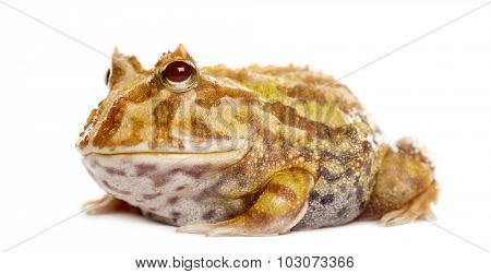 Argentine Horned Frog, Ceratophrys ornata, isolated on white