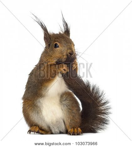 Red squirrel in front of a white background