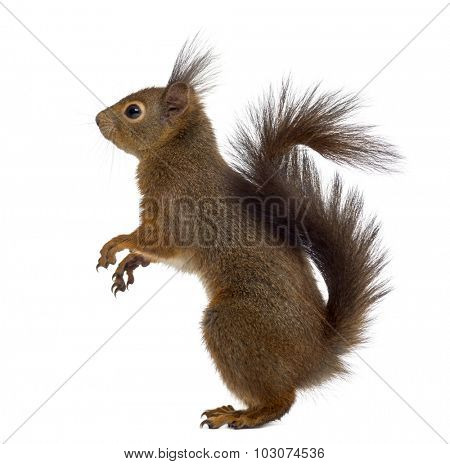 Red squirrel in front of a white background