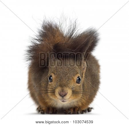 Red squirrel in front of a white background