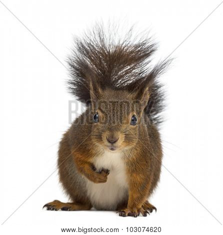 Red squirrel in front of a white background