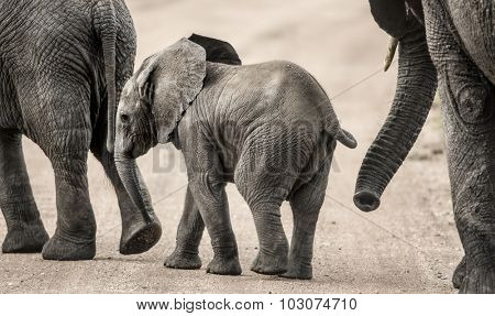 Baby Elephant walking, Serengeti, Tanzania