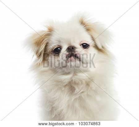 Close-up of a Japense Chin in front of a white background