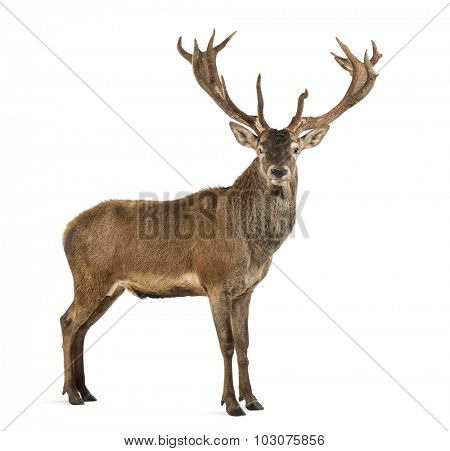 Red deer stag in front of a white background