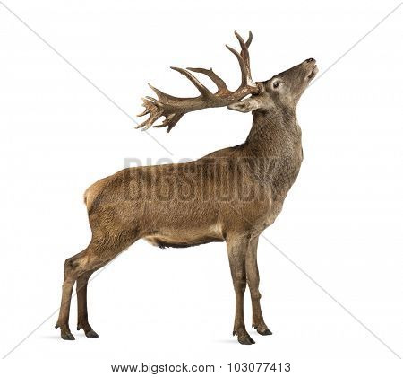 Red deer stag in front of a white background