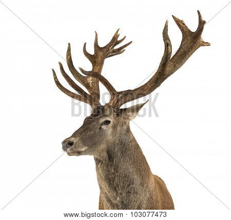 Close-up of a Red deer stag in front of a white background