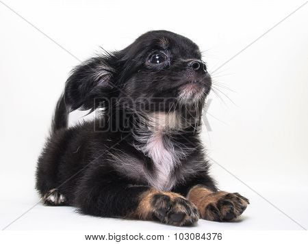 Cute Puppy Chiwawa