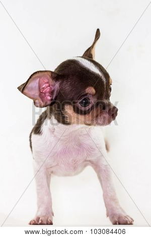 Cute Puppy Chiwawa