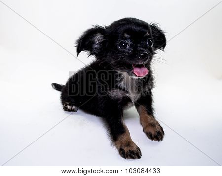 Cute Puppy Chihuahua