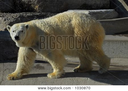 Orso polare 