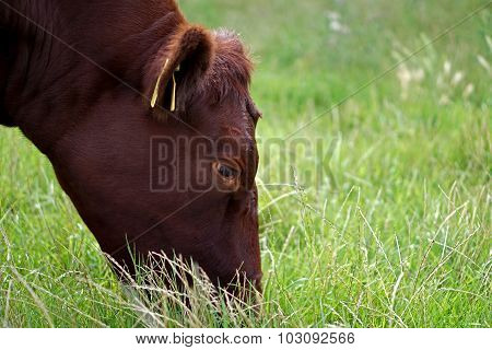 Red Poll Bullock Grazing