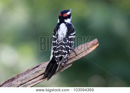 Woodpecker on a Branch