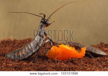 closeup Madagascar cockroaches eats orange fruit
