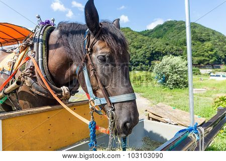 Horse eating dry grass