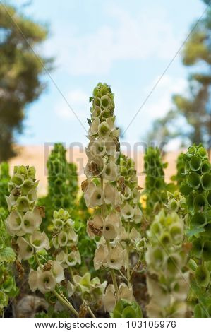 Flowers Growing In The Desert
