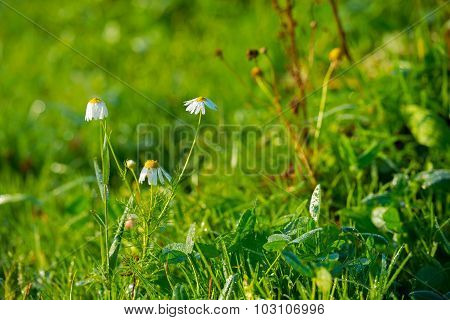 Wildlowers with dew in sunlight in autumn