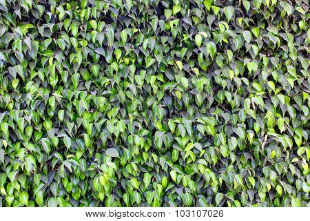 Pattern of green leaves of ficus