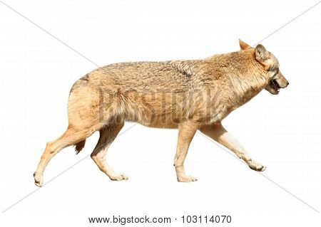 Isolated Eurasian Wolf