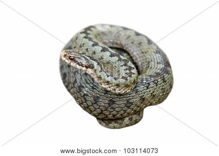 Isolated Female Common Adder