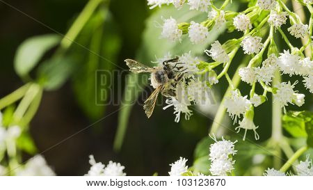 Honey Bee Climbing on Common Boneset White Blooms.