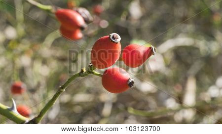 Red Multiflora Rose Thornbush Seeds.