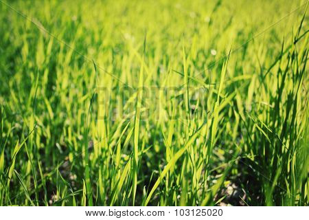Macro Photo Of Green Park Grass. Aged Photo.