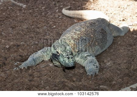 Komodo Dragon