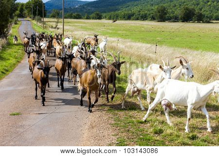 herd of goats on the road, Aveyron, Midi Pyrenees, France