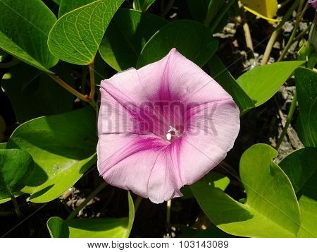 Flor en la playa
