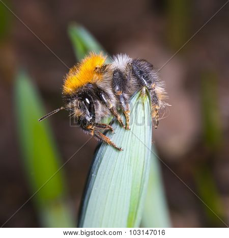 Bumblebee