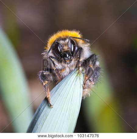 Bumblebee