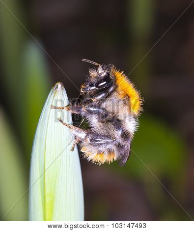 Bumblebee