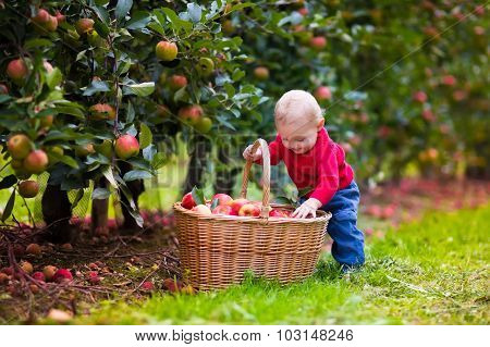 Cute Baby Boy Picking Fresh Apples From Tree