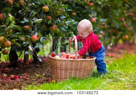 Cute Baby Boy Picking Fresh Apples From Tree