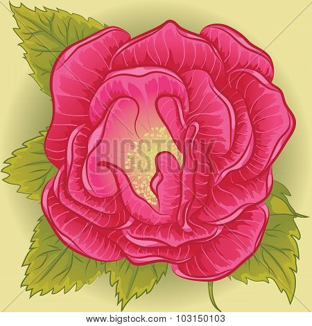 Rose flower pink
