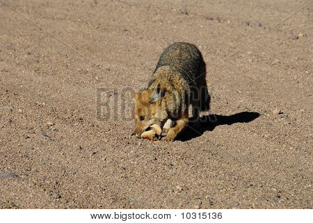 Fox In Dali's Desert