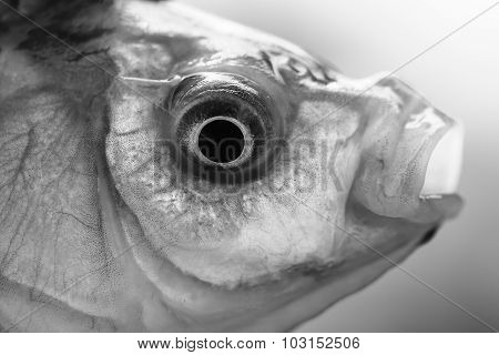 Fish Head