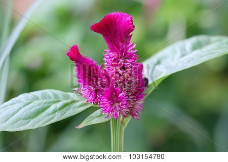 Cockscomb flower.