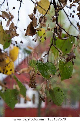 Wet Green Leaves Of A Linden In The Fall After A Rain Against The House In The Village