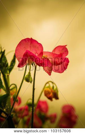 Red Flower Of Sweet Pea Against Golden Lighting
